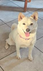 Reunited Female Dog last seen Pigeon Pass / Ironwood, Moreno Valley, CA 92557