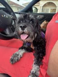 Found/Stray Female Dog last seen On 184th st near 147th ave , Miami, FL 33177