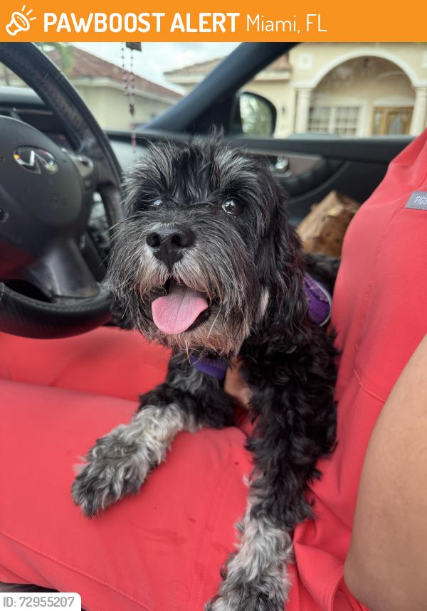 Found/Stray Female Dog last seen On 184th st near 147th ave , Miami, FL 33177