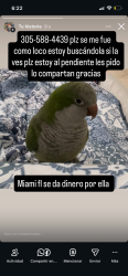 Lost Female Bird last seen Near street & nw 27 ave, Miami-Dade County, FL 33178