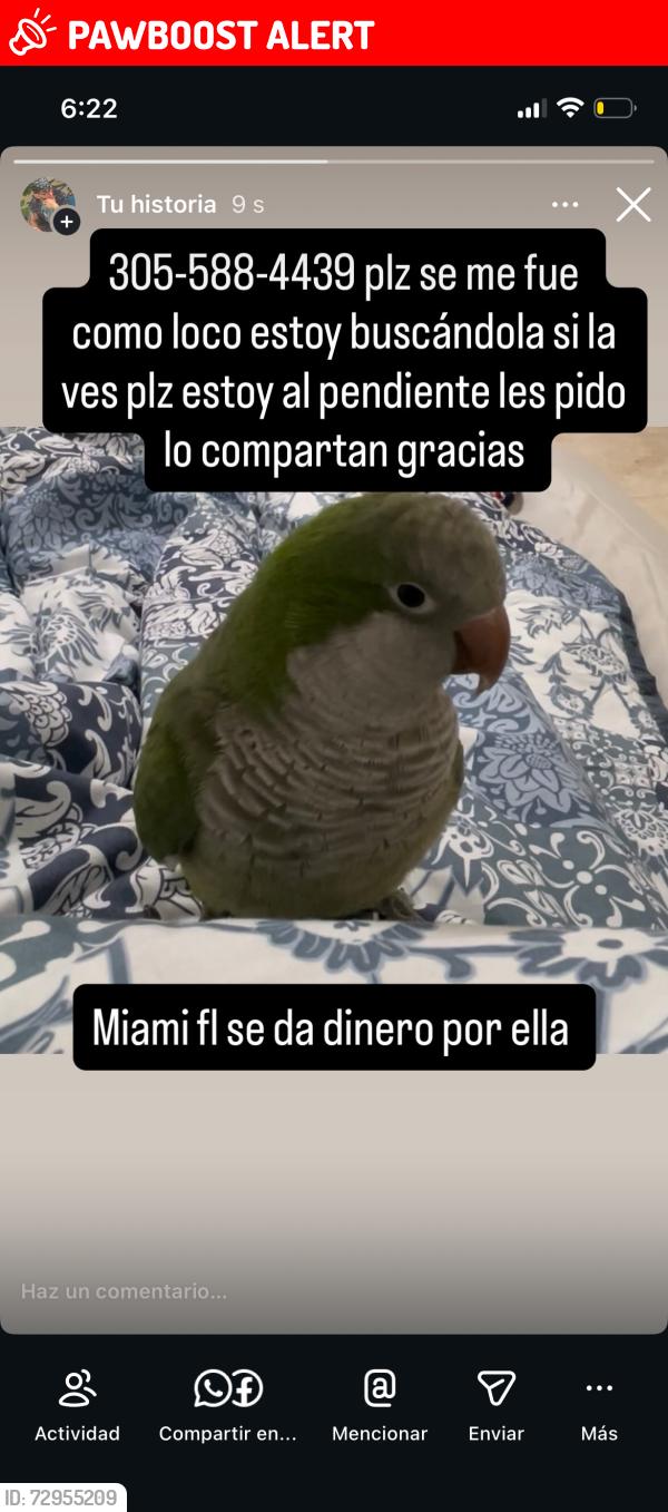 Lost Female Bird last seen Near street & nw 27 ave, Miami-Dade County, FL 33178