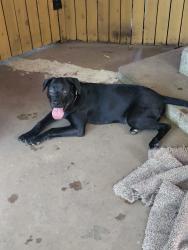 Found/Stray Male Dog last seen SW 29th & Penn, OKC, Oklahoma City, OK 73108