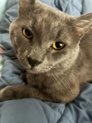 Reunited Male Cat last seen Summerville Family YMCA, Summerville, SC 29483
