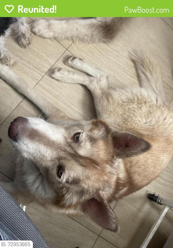 Reunited Female Dog last seen Cottonwood Mauna Loa, Hesperia, CA 92345