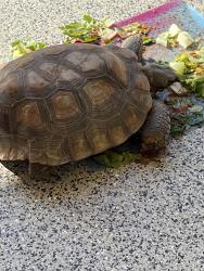 Lost Male Reptile last seen 16th St. and Bethany Home Rd., Phoenix, AZ 85016