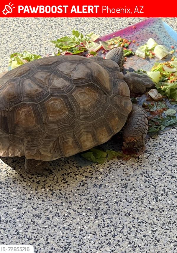 Lost Male Reptile last seen 16th St. and Bethany Home Rd., Phoenix, AZ 85016