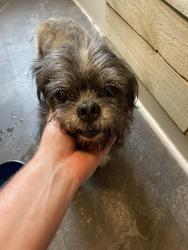 Reunited Unknown Dog last seen S Brooks @ Brainerd, Chattanooga, TN 37411