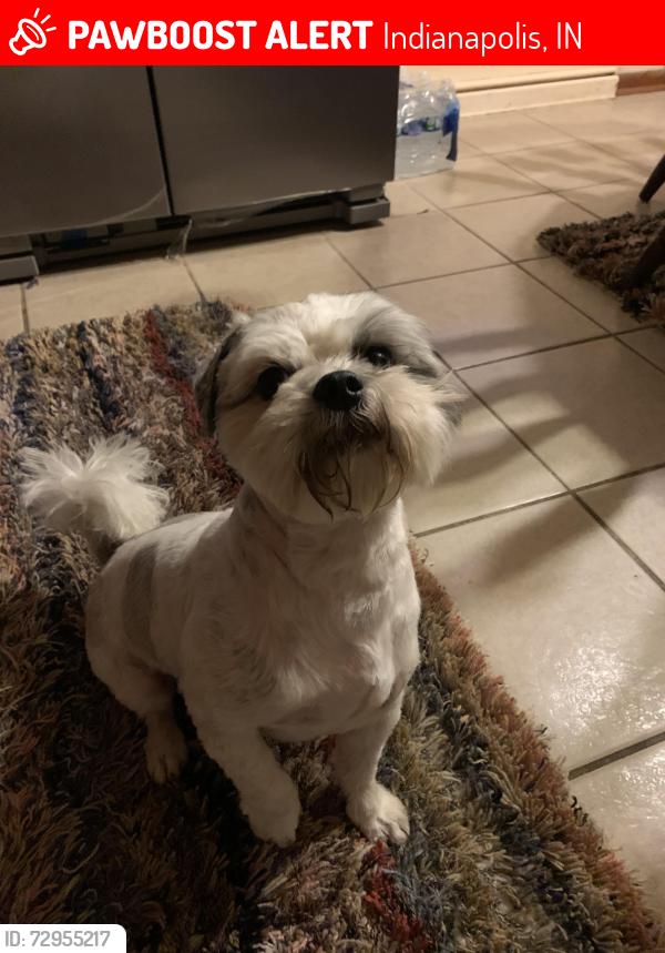 Lost Male Dog last seen Rockville Road and Mickley Avenue, Indianapolis, IN 46241