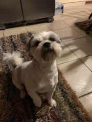 Lost Male Dog last seen Rockville Road and Mickley Avenue, Indianapolis, IN 46241