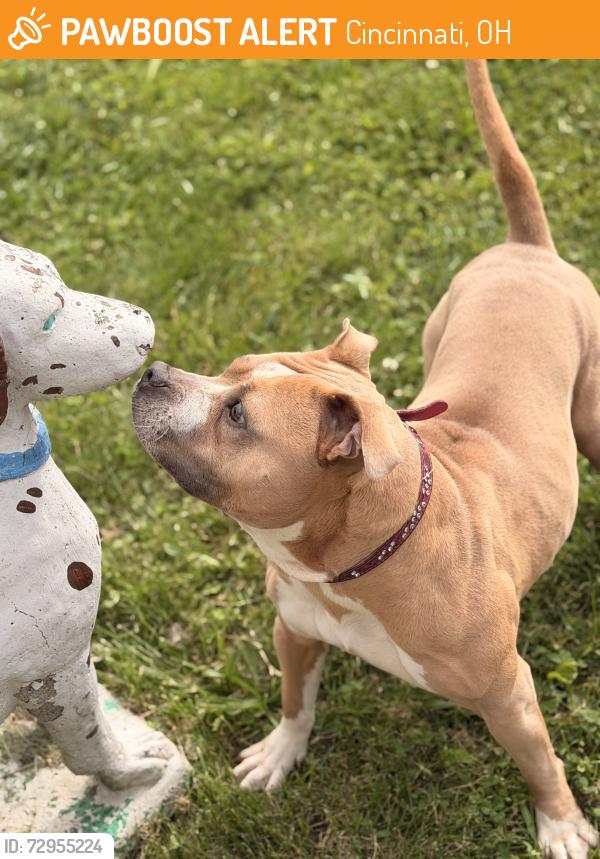 Surrendered Female Dog last seen Evers and W.Liberty, Cincinnati, OH 45205