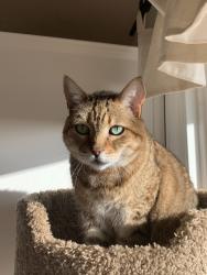 Lost Female Cat last seen Peony, Fallbrook, CA 92028