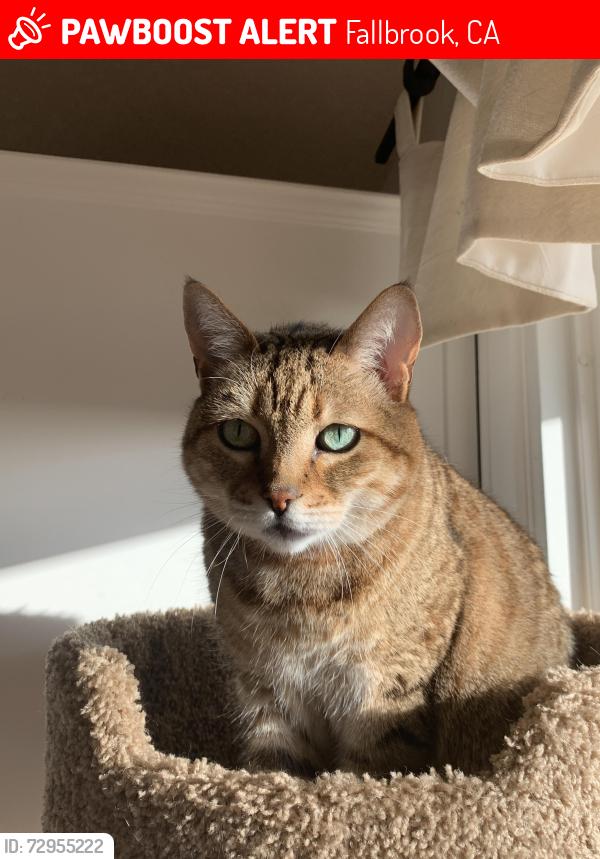Lost Female Cat last seen Peony, Fallbrook, CA 92028