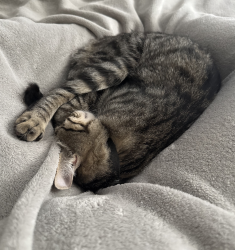 Reunited Male Cat last seen Mountain Road and Warner, Mesa, AZ 85212