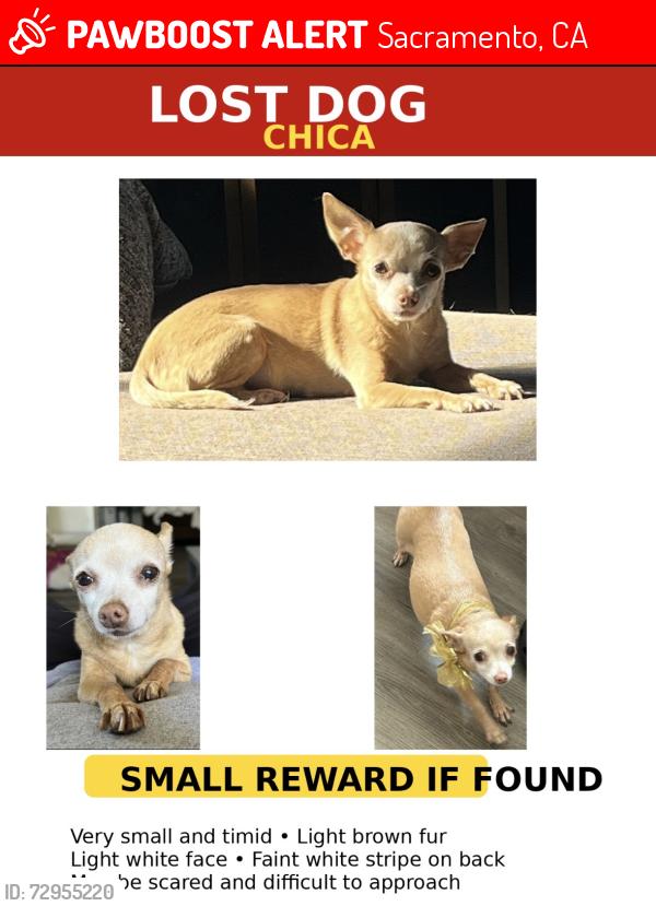 Lost Female Dog last seen Franklin and Mack rd, Sacramento, CA 95823