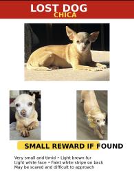Lost Female Dog last seen Franklin and Mack rd, Sacramento, CA 95823