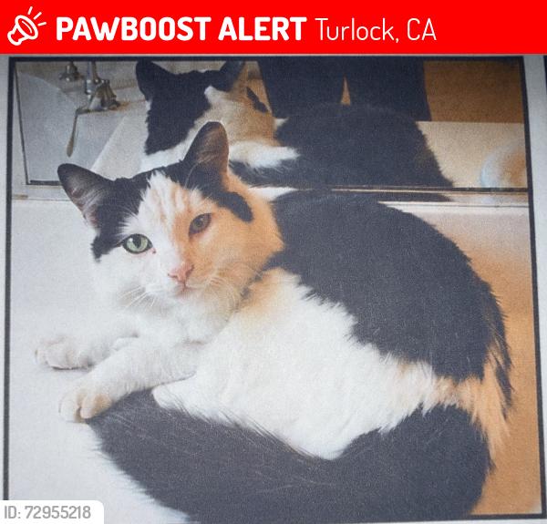 Lost Male Cat last seen Near Evergreen Ln turlock, Turlock, CA 95382