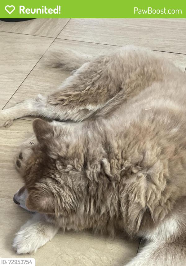 Reunited Male Dog last seen Cottonwood Moana Loa , Hesperia, CA 92345