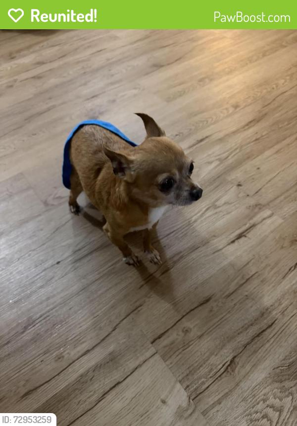 Reunited Male Dog last seen Bouldercrest rd , Ellenwood, GA 30294