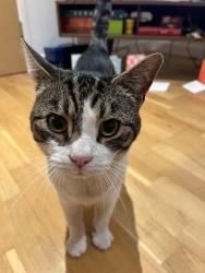 Reunited Male Cat last seen Church road , Greater London, England TW11 8PB