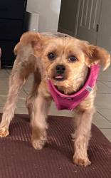 Reunited Female Dog last seen Near Teakwood Ct, Wellington, FL 33414, USA, Wellington, FL 33414