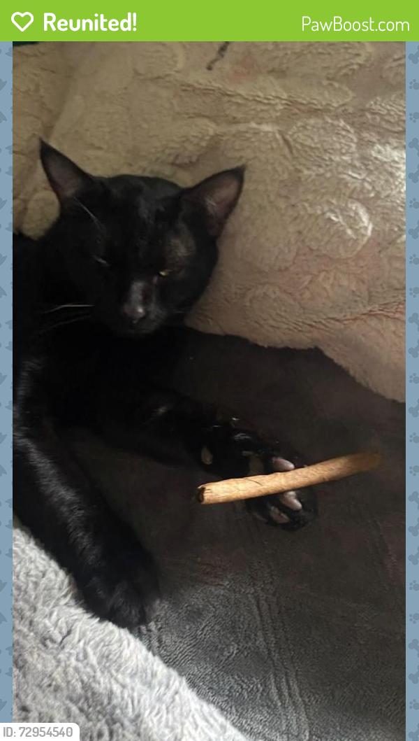 Reunited Male Cat last seen Weston cir 92083, Vista, CA 92083