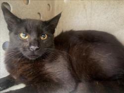 Shelter Stray Unknown Cat last seen Near BLOCK HAWTHORNE, Perris, CA 92571