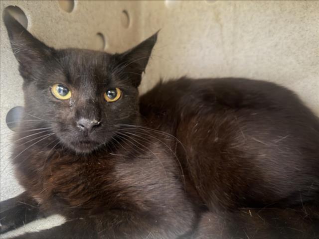 Shelter Stray Unknown Cat last seen Near BLOCK HAWTHORNE, Perris, CA 92571
