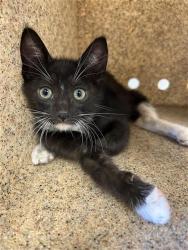 Shelter Stray Female Cat last seen Near BLOCK E CLAY, Fresno, CA 93727