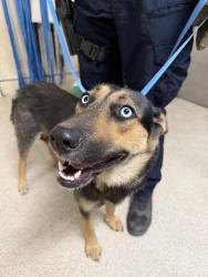 Shelter Stray Female Dog last seen Near BLOCK OLEANDER AVE, PERRIS, CA, Jurupa Valley, CA 92509