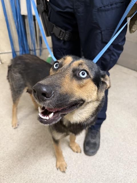 Shelter Stray Female Dog last seen Near BLOCK OLEANDER AVE, PERRIS, CA, Jurupa Valley, CA 92509
