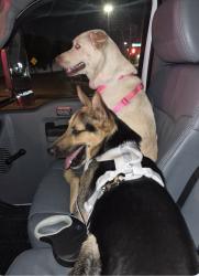 Lost Male Dog last seen Cinemark movie theater in OKC, Oklahoma City, OK 73102