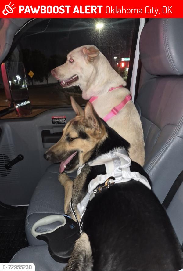 Lost Male Dog last seen Cinemark movie theater in OKC, Oklahoma City, OK 73102