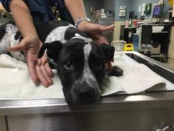 Shelter Stray Female Dog last seen Near BLOCK HAMNER AVE, EASTVALE, CA, Jurupa Valley, CA 92509