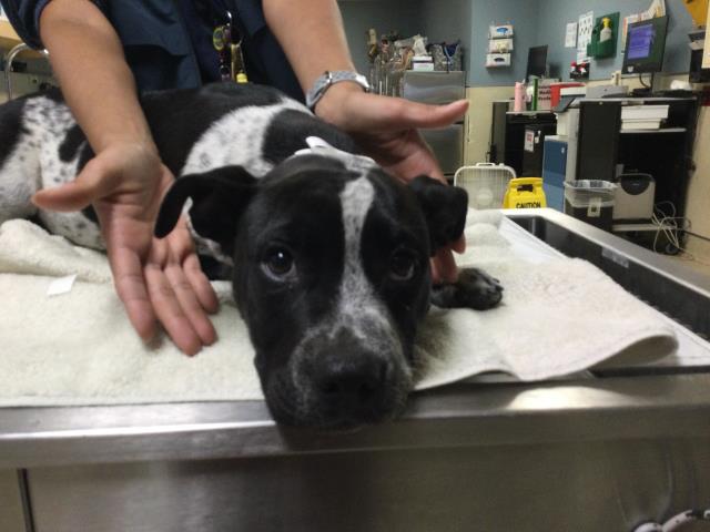 Shelter Stray Female Dog last seen Near BLOCK HAMNER AVE, EASTVALE, CA, Jurupa Valley, CA 92509