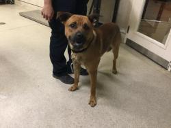 Shelter Stray Male Dog last seen Near BLOCK 60TH ST, JURUPA VALLEY, CA, Jurupa Valley, CA 92509