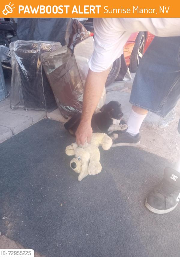 Found/Stray Male Dog last seen Judson and sloan, Sunrise Manor, NV 89156