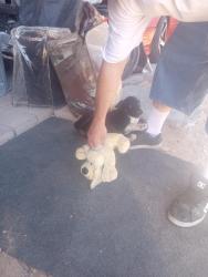 Found/Stray Male Dog last seen Judson and sloan, Sunrise Manor, NV 89156