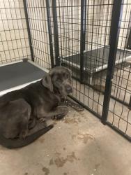Shelter Stray Female Dog last seen MANCHESTER/ BRENTWOOD, 63011, Olivette, MO 63132