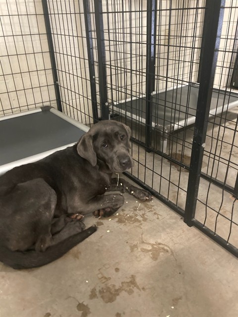 Shelter Stray Female Dog last seen MANCHESTER/ BRENTWOOD, 63011, Olivette, MO 63132