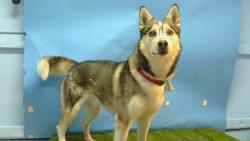 Shelter Stray Male Dog last seen , Gardena, CA 90248