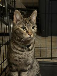 Reunited Female Cat last seen Queens Dr and Hackmore St, Anaheim, CA 92807