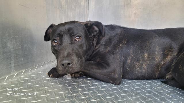 Shelter Stray Male Dog last seen Near BLOCK WHITCOMB ST, DETROIT, MI 48227, Detroit, MI 48211