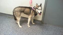 Shelter Stray Female Dog last seen CHARLOTTE, Charlotte, NC 28217