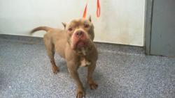 Shelter Stray Male Dog last seen CHARLOTTE, Charlotte, NC 28217