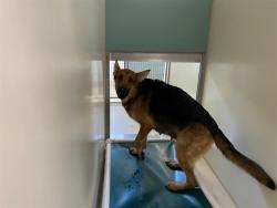 Shelter Stray Female Dog last seen Near BLOCK S 20TH ST, Milwaukee, WI 53215