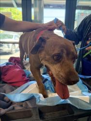 Shelter Stray Female Dog last seen , Chatsworth, CA 91311