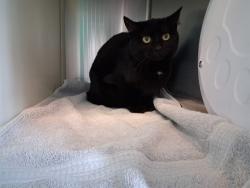 Shelter Stray Unknown Cat last seen Near BLOCK RED SAND GRV, COLORADO SPRINGS CO 80923, Colorado Springs, CO 80905