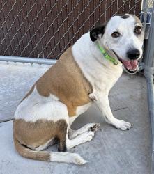 Shelter Stray Female Dog last seen , Tucson, AZ 85745