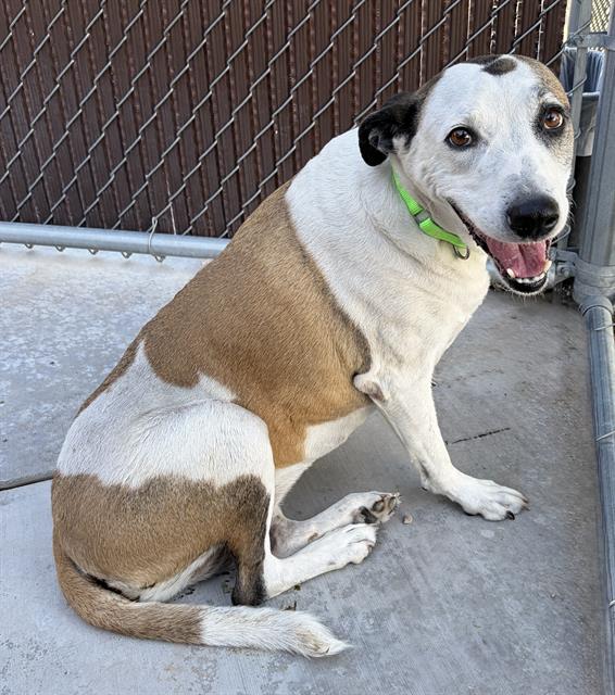 Shelter Stray Female Dog last seen , Tucson, AZ 85745