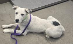 Shelter Stray Male Dog last seen , Tucson, AZ 85745
